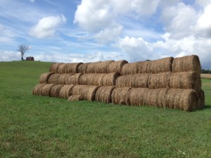 Esselstyn Farm 2016